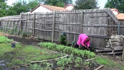 It Takes Patience and Diligence Planting Several Backyard Gardens.