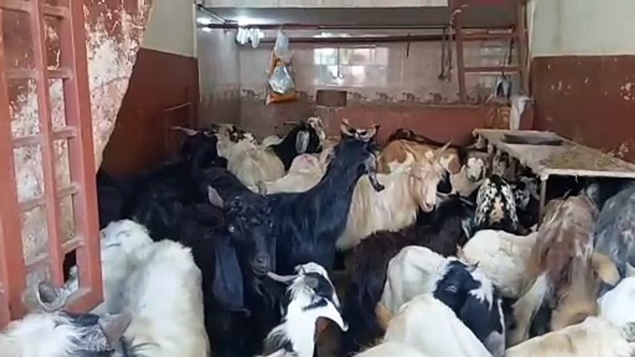 Bakra Shop