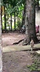 daring cat fighting with snake