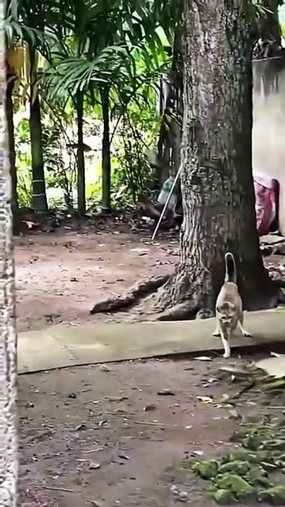 daring cat fighting with snake