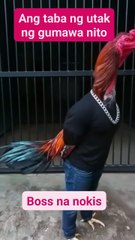 this is the big boss chicken