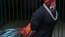 this is the big boss chicken