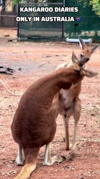 Kangaroos in Australia