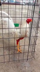 “Cuando su pico se mancha de rojo, el silencio es eterno.”