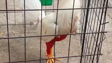 “Cuando su pico se mancha de rojo, el silencio es eterno.”