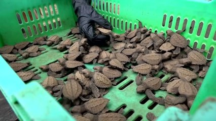 Playa Las Lajas, un refugio clave para el desove de tortugas en Chiriquí