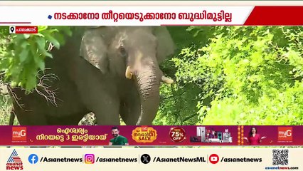 പിടി 5ൻ്റെ  രണ്ടാംഘട്ട ചികിത്സ ഉടനില്ല; മൂന്നാഴ്ച കൂടി നിരീക്ഷിക്കും
