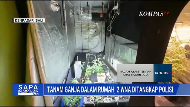 Tanam Ganja Hidroponik di Rumah Sewa, 2 WNA Asal Belanda dan Rusia Ditangkap di Bali | SAPA PAGI