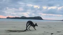 Kangaroo diaries only in Australia 🇦🇺