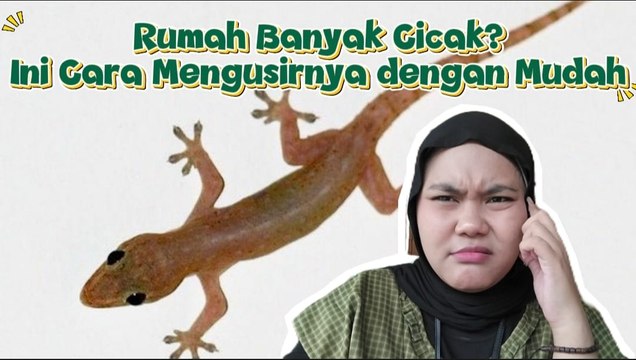 Begini Cara Ampuh Mengusir Cicak Tanpa Biaya Besar
