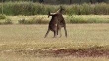 Kangaroo diaries only in Australia 🇦🇺