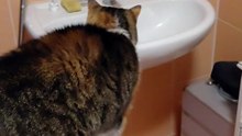 Morning Toilet? Hmmm, Maybe Later! #shorts #cat #funny #funnycats #viralcats #cute #fyp