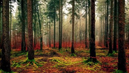 Cackris - Cuckoo by Christophe Cathala 🎶