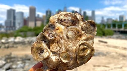 Inside New York City's Billion Oyster Plan to Fight Climate Change
