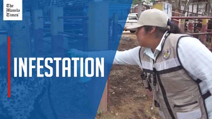 Mexico battles flesh-eating worm with market inspections as outbreak moves north