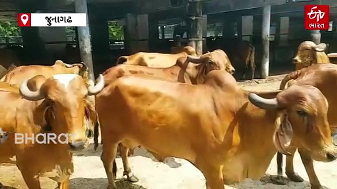 વિશ્વ પશુ સુરક્ષા દિવસ: જુનાગઢના ગીર ગાય સંવર્ધન કેન્દ્રની વૈશ્વિક ઓળખ