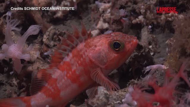 Uruguay, scienziati esplorano l'oceano a 1.200 metri di profondità: le staordinarie immagini della ricchezza di vita marina