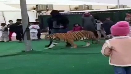 والد الطفلة التي هاجمها النمر بسكاكا يرفع قضية لكذب السيرك