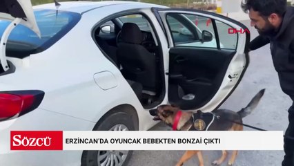 Erzincan’da oyuncak bebekten bonzai çıktı