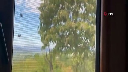 Kokarcalar her tarafı sardı! Bina resmen renk değiştirdi!