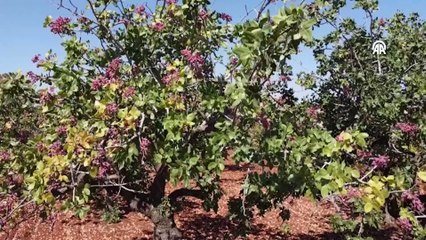 Yüzyıllar önce dikilen ağaç hala hasat veriyor: Verimi 3 katına çıkıyor