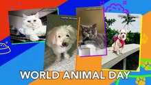 World Animal Day (Oct. 4, 2025) | 24 Oras Weekend