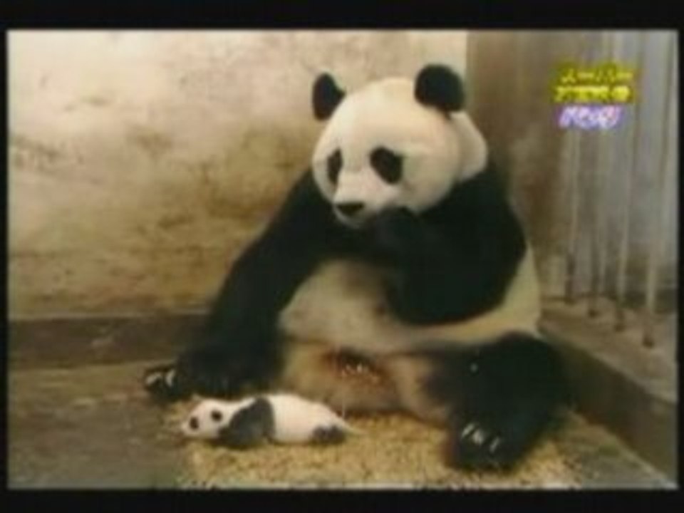 Panda vidéo