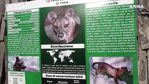 Allo zoo di Napoli nati quattro cuccioli di Fossa, i primi in Italia