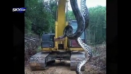 بالفيديو : أناكوندا ضخم يهاجم عمالاً في أحد الكهوف...ليس فيلماً بل حقيقة