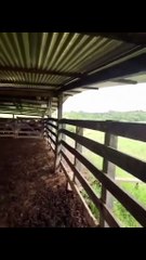 Daaaaah 😂 😂 😂 😂 #foryou #trendingreels #viral #fyp #viralvideos #fun #trending #memes #memes #memes