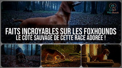 Foxhounds : Faits Incroyables sur cette Race Adorée et son Côté Sauvage !