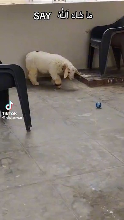 Baby Sheep