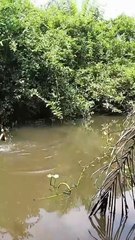 Ternyata ikan betok monster disini main tunggal