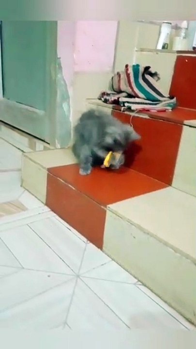 cute animals 😼cute kitten 😂#viral #cat #cuteanimals