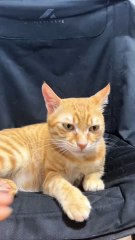 Ketika otak kucing gak singkron