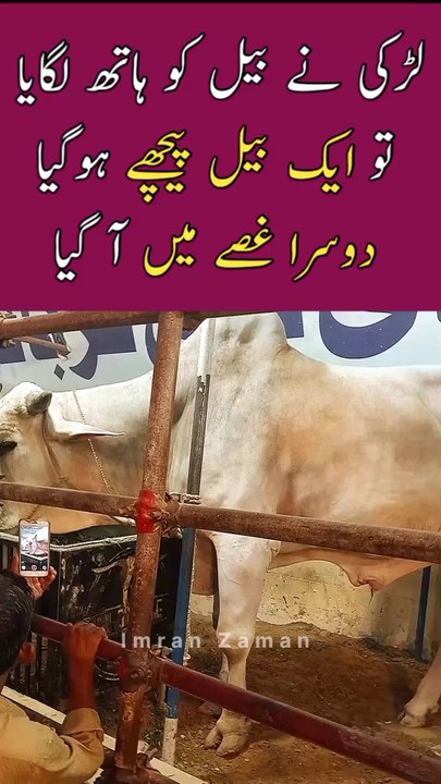 Larki ne BULL ko  Hath Lagaya To Pichy Hogaya 😱
