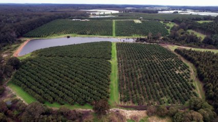 WA growers investing in avocados for their farming future