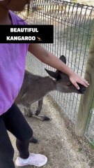 Kangaroo diaries only in Australia 🇦🇺