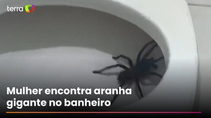 Mulher vai ao banheiro de madrugada e se depara com aranha gigante no vaso sanitário