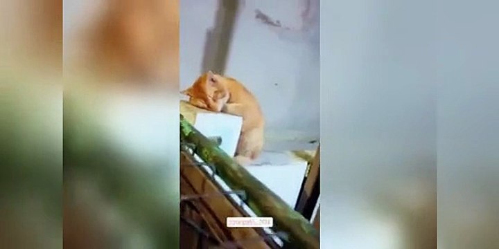 funny cats