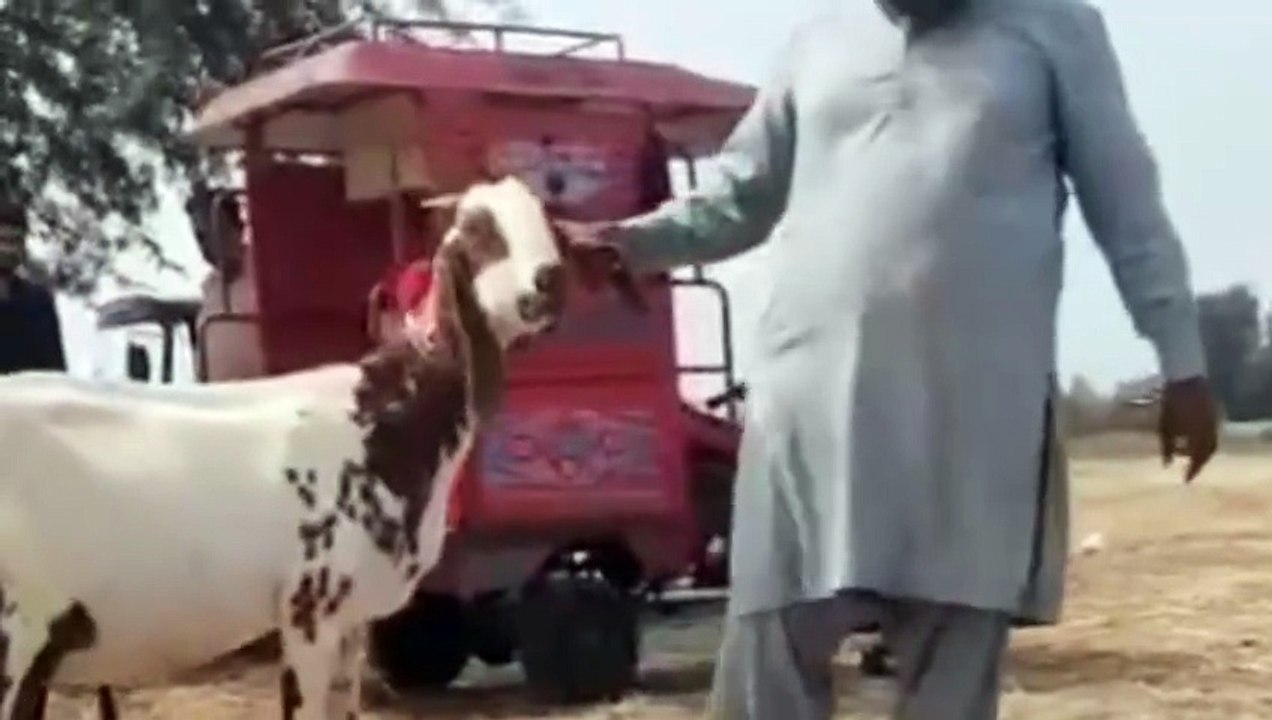 Beetal Cross Goat/Ready Give Birth