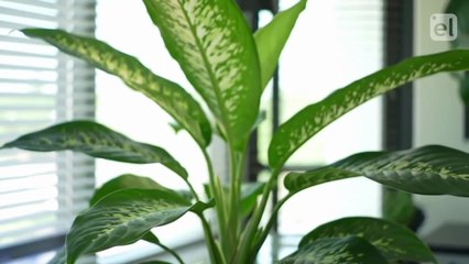 SI CANTIK YANG BERBAHAYA - Semua yang Perlu Kamu Tahu Tentang Dieffenbachia