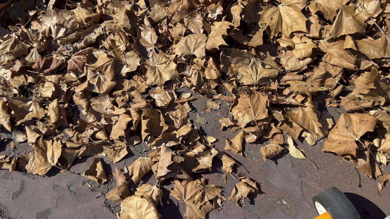 Multi-leafs fall alongside