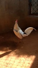 ⚔️ “Mi canto anuncia guerra… y mi pico sentencia.”