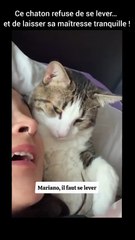 Ce chaton refuse de se lever… et de laisser sa maîtresse tranquille !