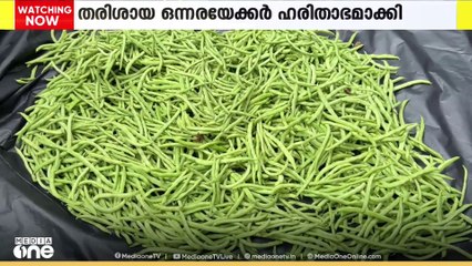 ജൈവപച്ചക്കറി കൃഷിയിൽ വിജയഗാഥ രചിച്ച് ഇടുക്കിയിൽ നിന്നും രണ്ട് യുവകർഷർ