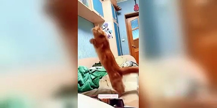 Funny cats