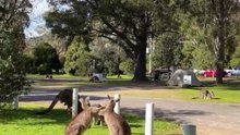 Kangaroo diaries only in Australia 🇦🇺