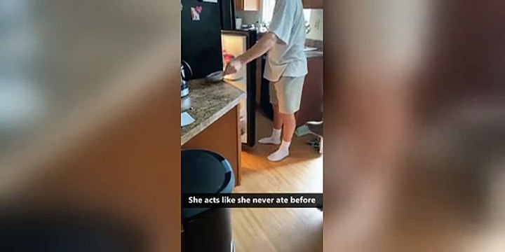 Funny cats