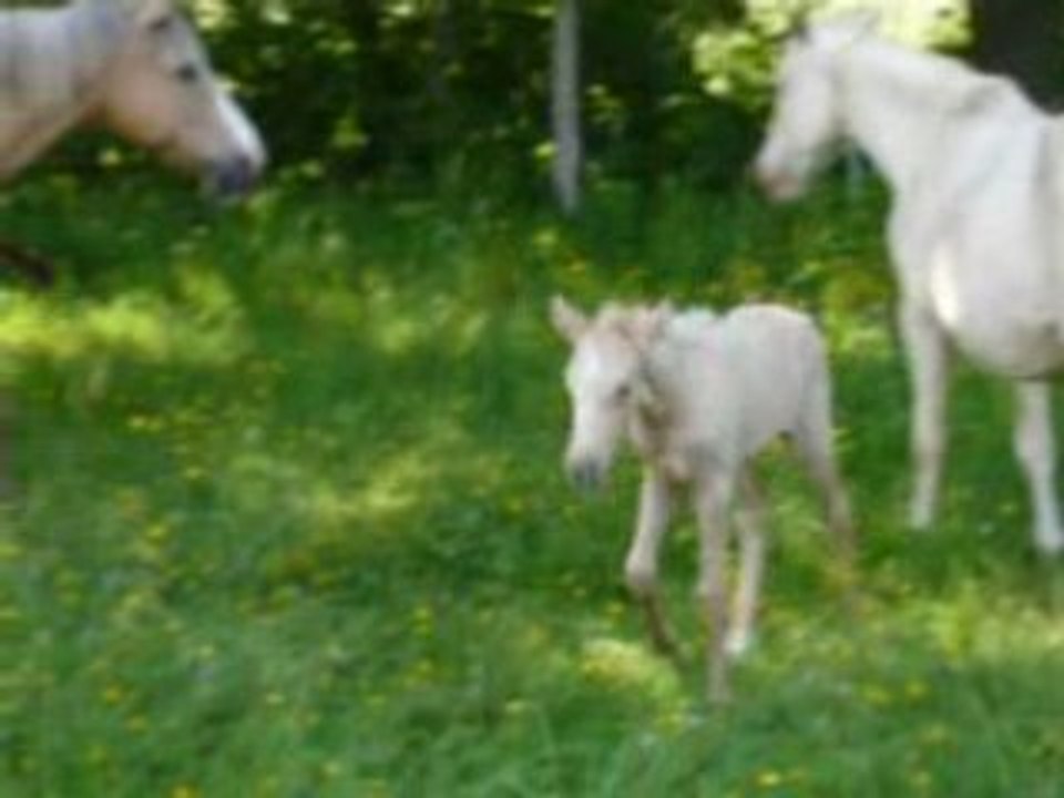 Palomino2008 216